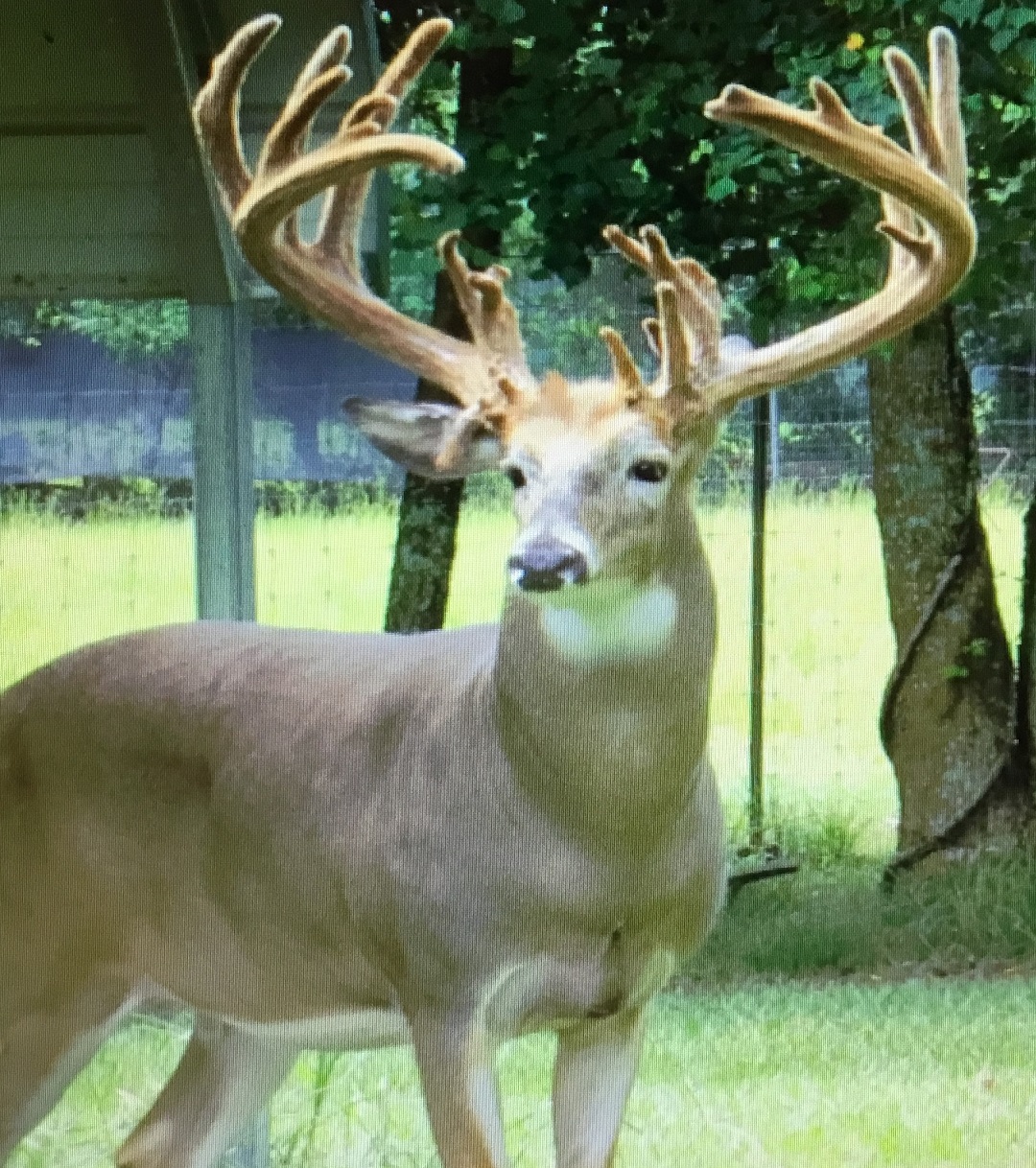 Whitetail Deer Breeders in Louisiana Deer Ridge Whitetails